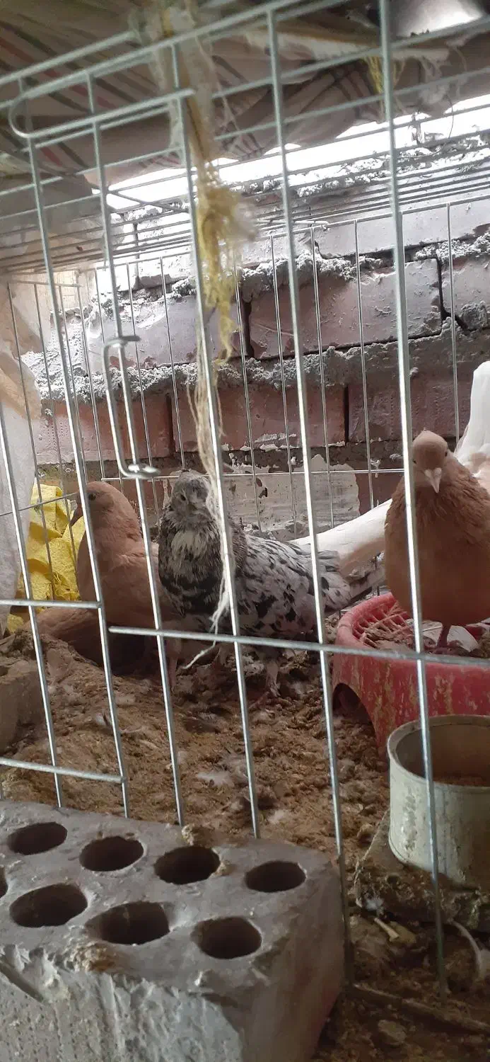 جفتی یهودی دم سفید|پرنده|کرمان, |دیوار