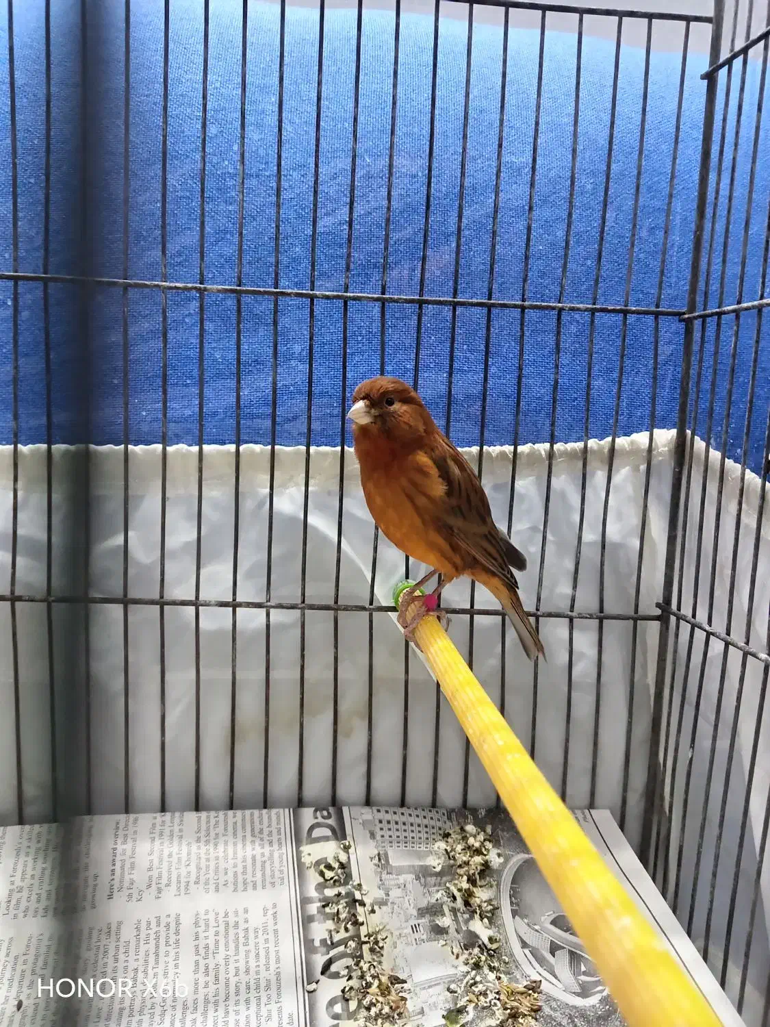 قناری ماده سرخ سوخته|پرنده|تهران, شکوفه|دیوار