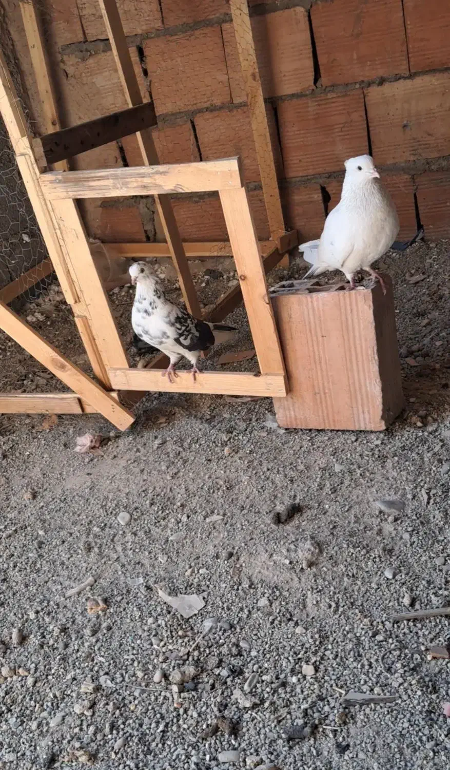 ماده سوسکی گم کردم|پرنده|پاکدشت, پاکدشت (مامازند)|دیوار