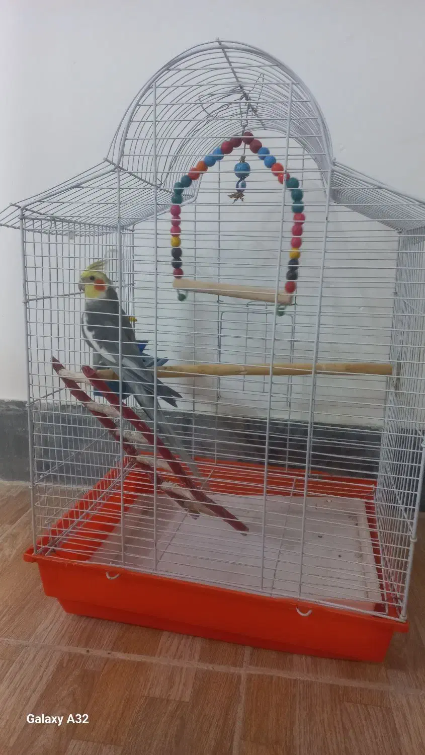 عروس هلندی نر|پرنده|کاشان, گبرها|دیوار