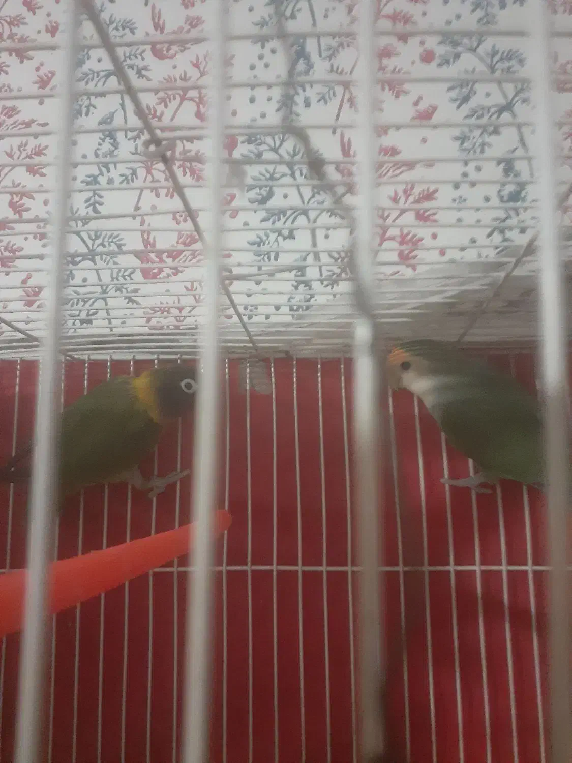 جفت کتوله برزیلی ب فروش میرسد|پرنده|سلامی, |دیوار