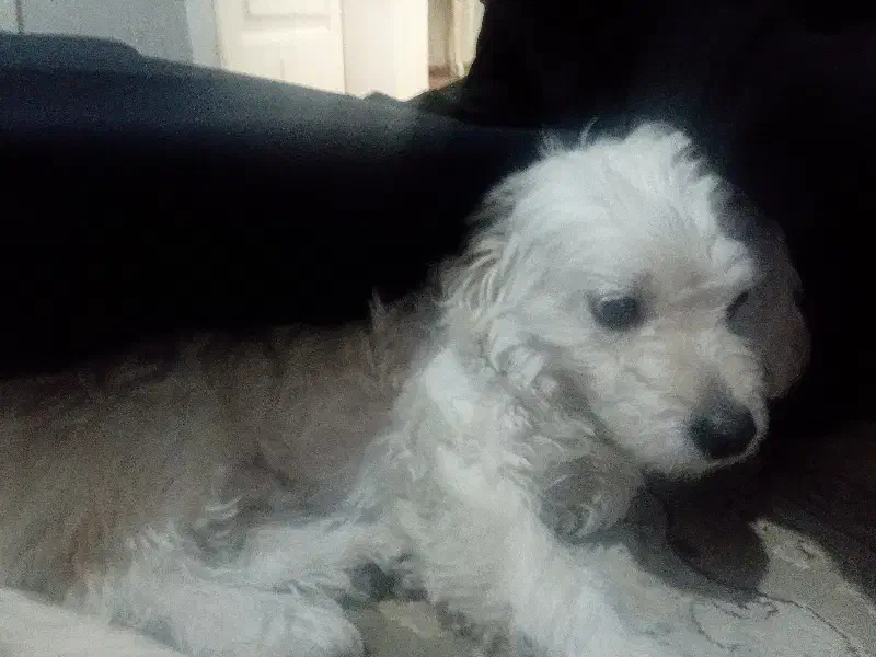 این سگ تربیت شدس واقعا شیتزو اصله و واقعا حرفه ای|سگ|پرند, فاز ۵|دیوار