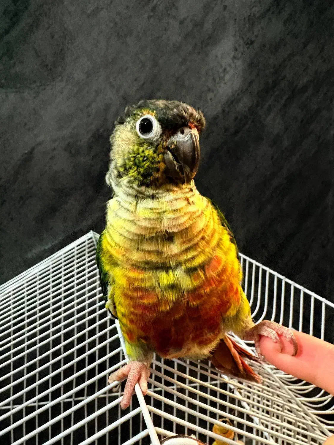 طوطی ،|پرنده|کرج, اصفهانی‌ها|دیوار