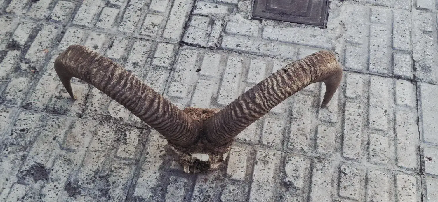 شاخ قوچ|کلکسیون اشیاء عتیقه|تهران, ازگل|دیوار