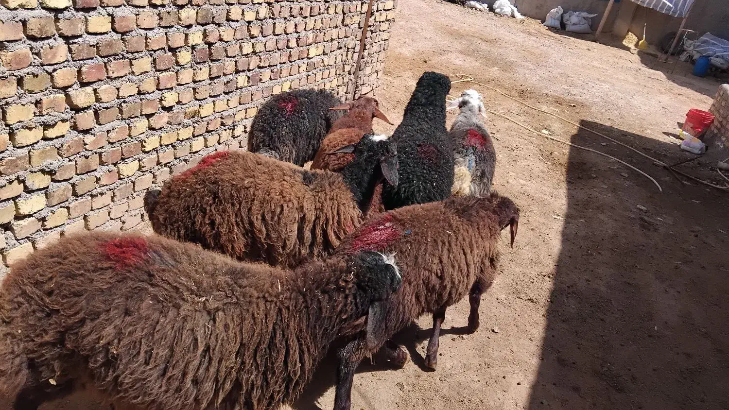 بره نر و ماده|حیوانات مزرعه|هشتگرد, هشتگرد قدیم|دیوار