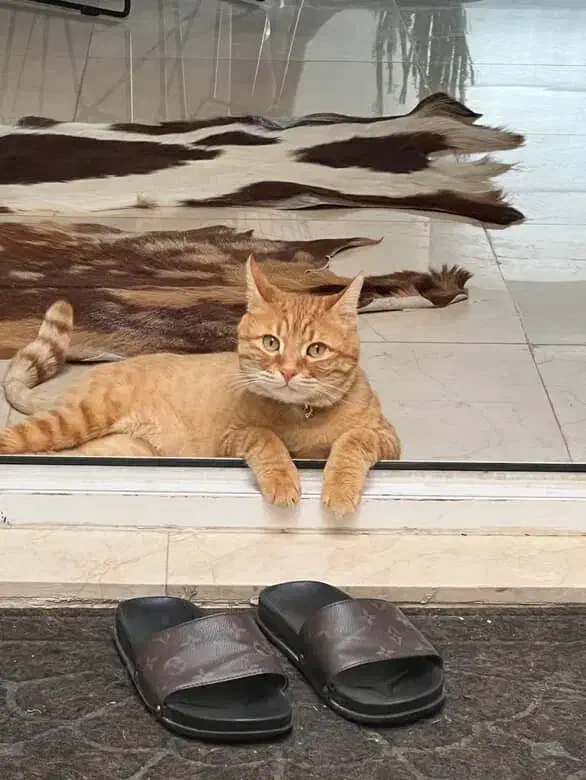 واگذاری رایگان|گربه|صفادشت, |دیوار