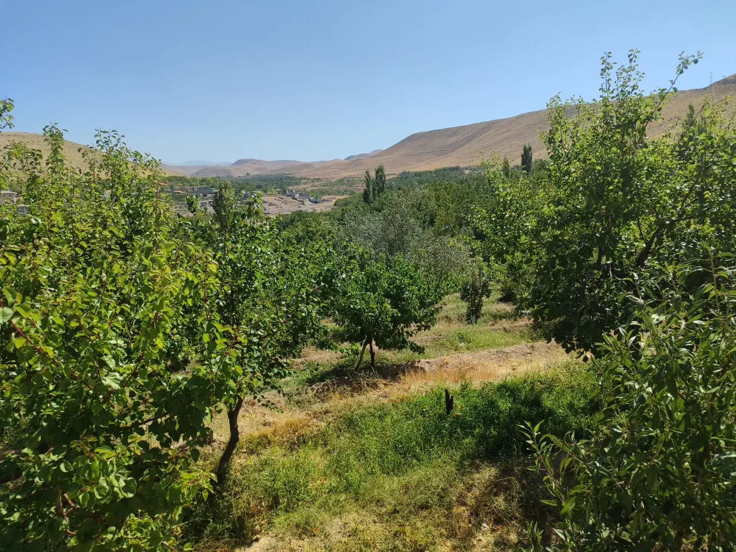 فروش باغ ویلایی دراسکو|فروش زمین و ملک کلنگی|اسکو, |دیوار