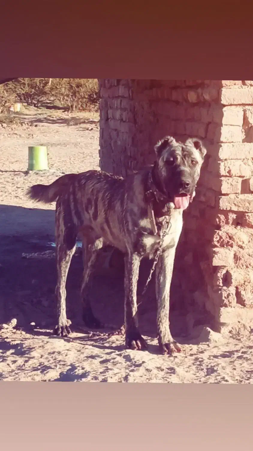 توله ۱۱ ماه ب فروش میرسد|سگ|قائن, |دیوار