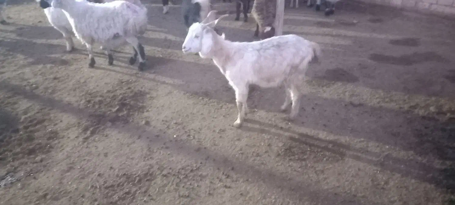 بز دو رگ|حیوانات مزرعه|بیرجند, |دیوار