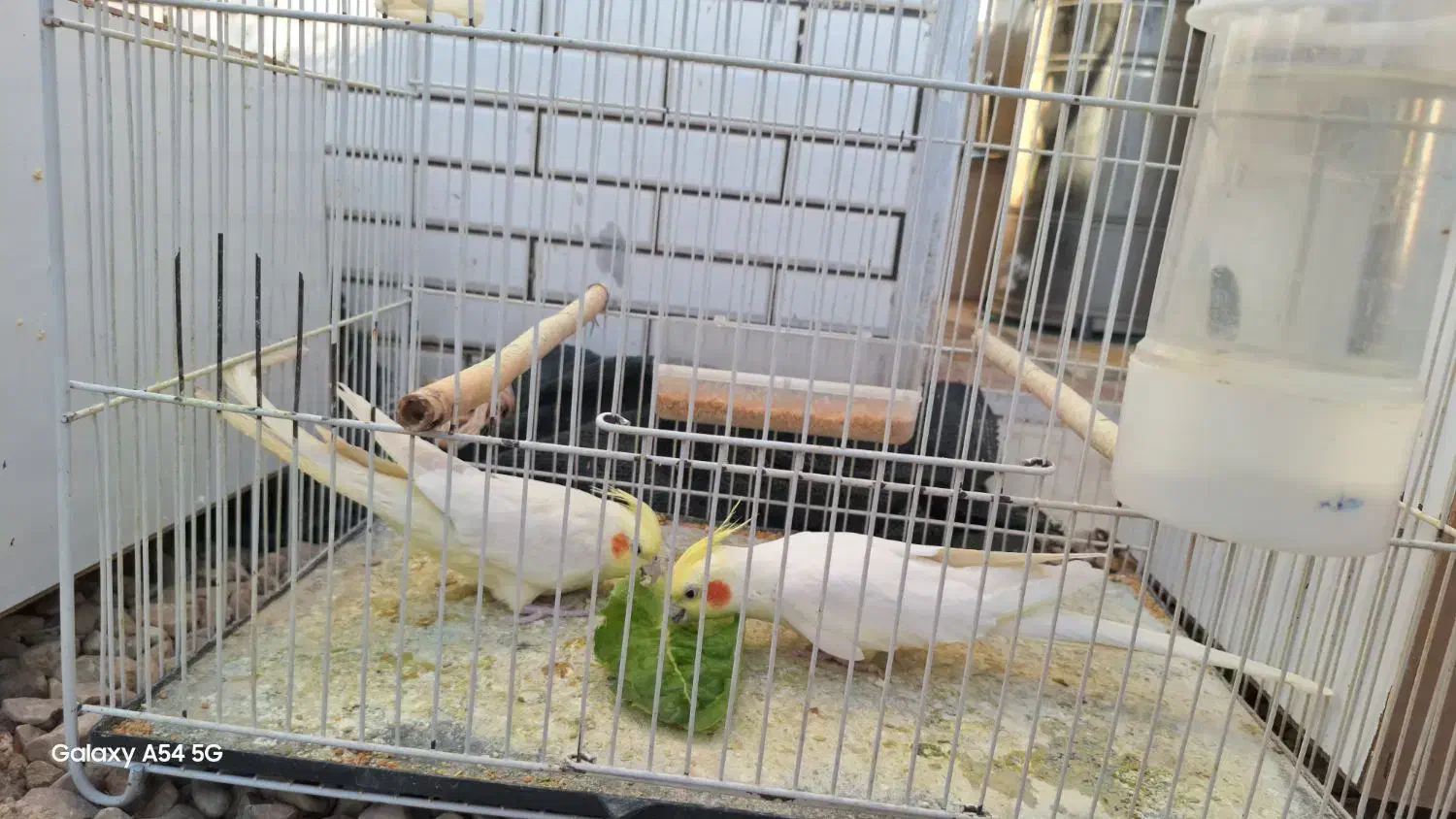 عروس هلندی لوتینو مولد|پرنده|طبس, |دیوار