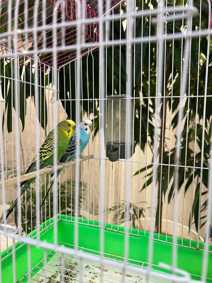 مرغ عشق سالم همراه با قفس|پرنده|آستارا, |دیوار