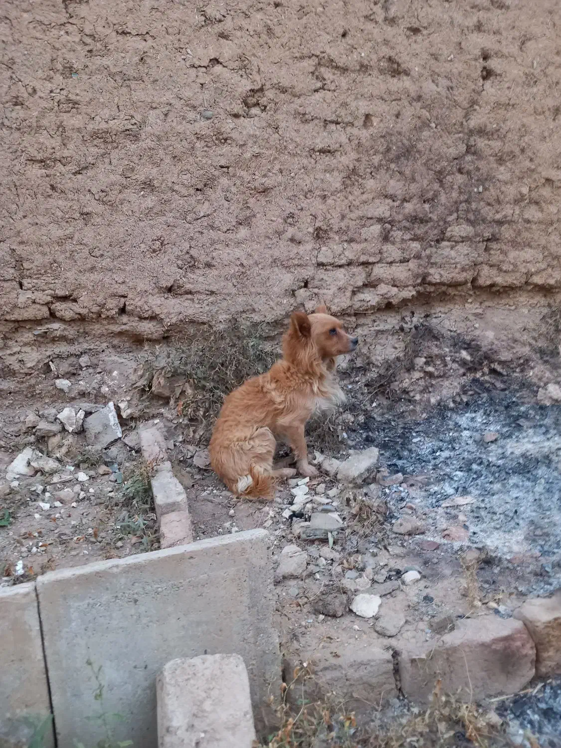 سگ پاکوتاه|سگ|بروجرد, |دیوار