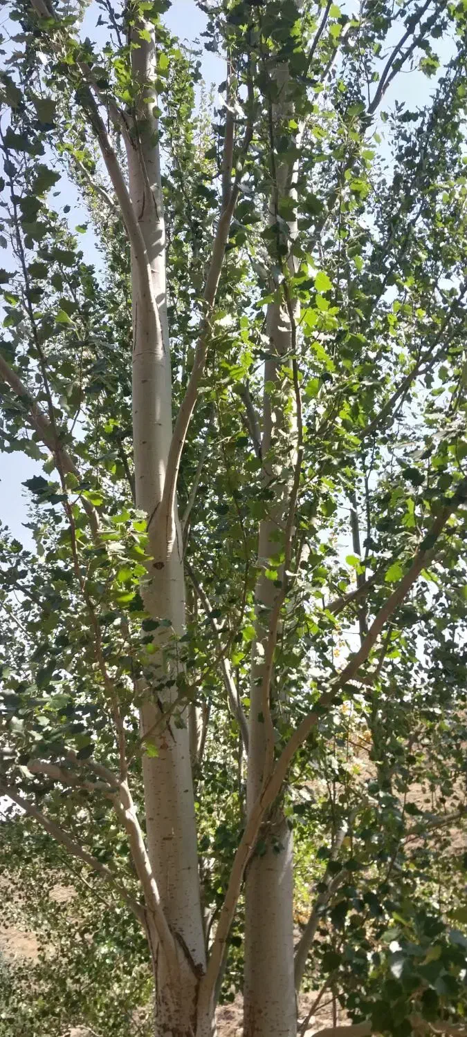 درخت کبوده وگردو|گل و گیاه طبیعی|شهرکرد, |دیوار