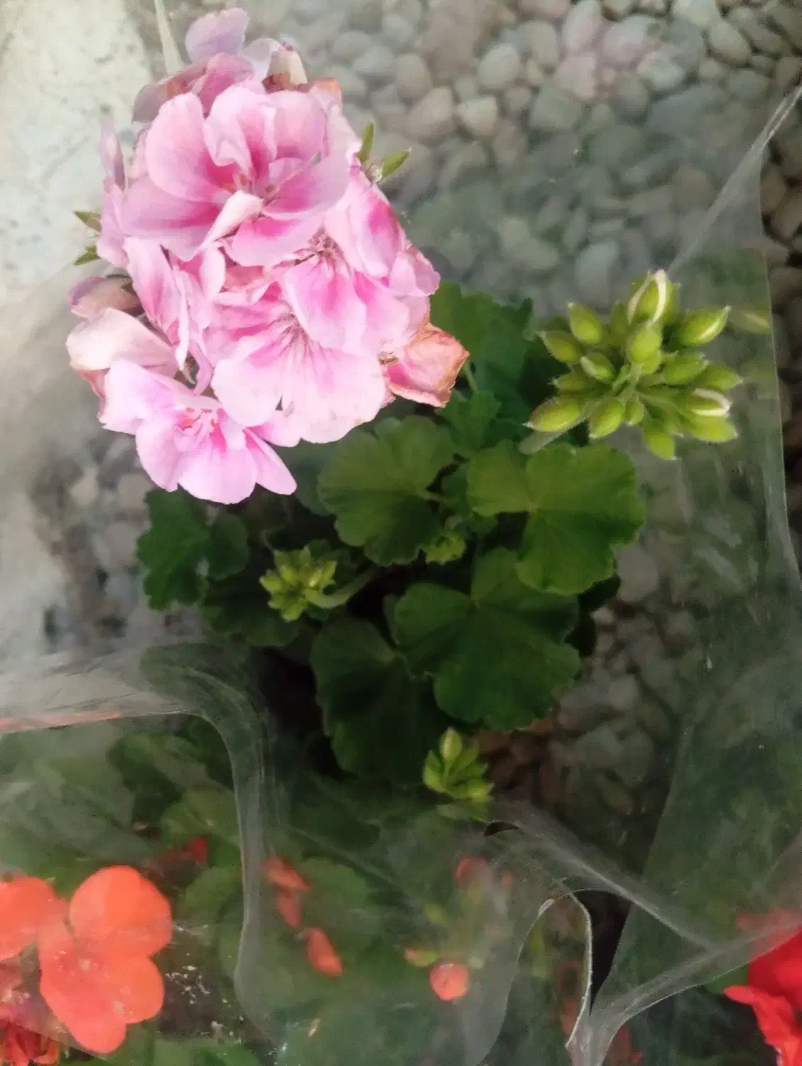 گل شمعدانی پاکوتاه(هلندی)|گل و گیاه طبیعی|رشت, حمیدیان|دیوار