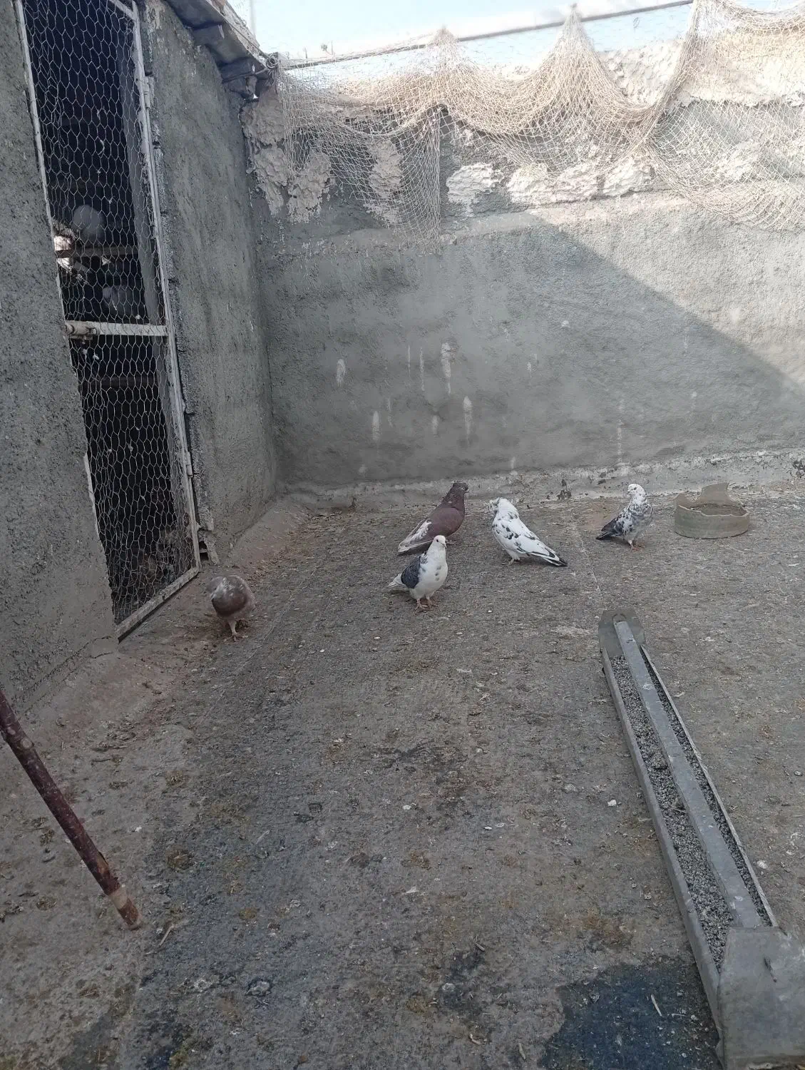 تعدادی کبوتر پرشی بفروش میرسد|پرنده|نقده, |دیوار