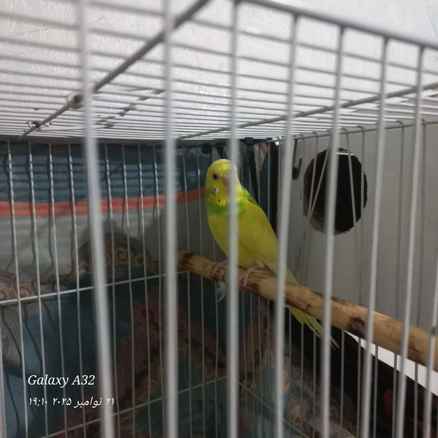 ۴۰۰تومان|پرنده|گلبهار, شهر جدید گلبهار|دیوار