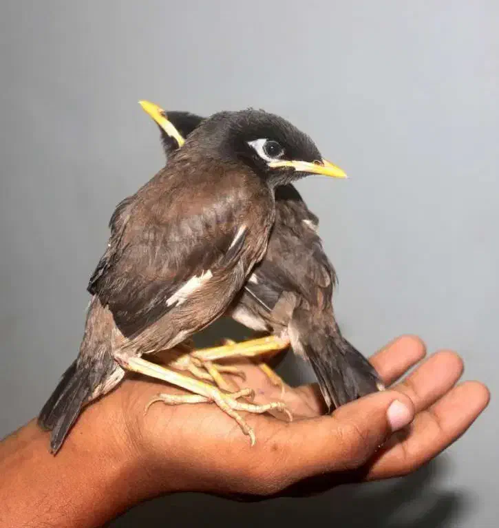 پرنده مینا|پرنده|مشهد, کوشش|دیوار