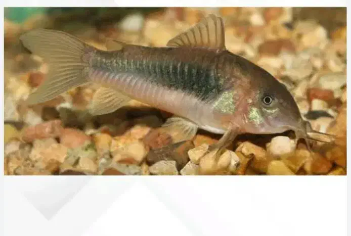 کوریدراس برنزی|ماهی|قروه, |دیوار