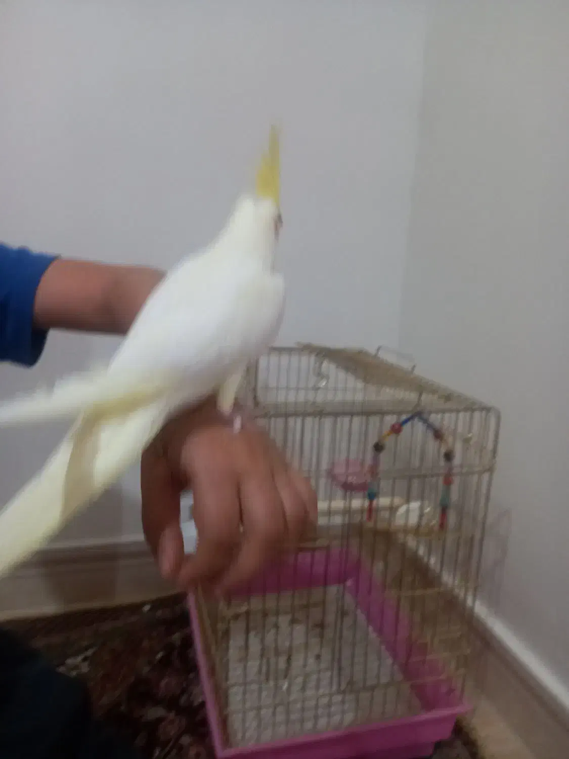 عروس هلندی|پرنده|بیجار, |دیوار