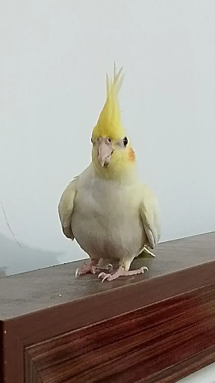 هلندی لوتینو با دو جوجه با کیفیت|پرنده|ایرانشهر, |دیوار