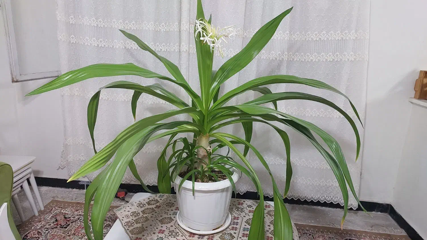 گل برگ موزی5 ساله|گل و گیاه طبیعی|بم, |دیوار