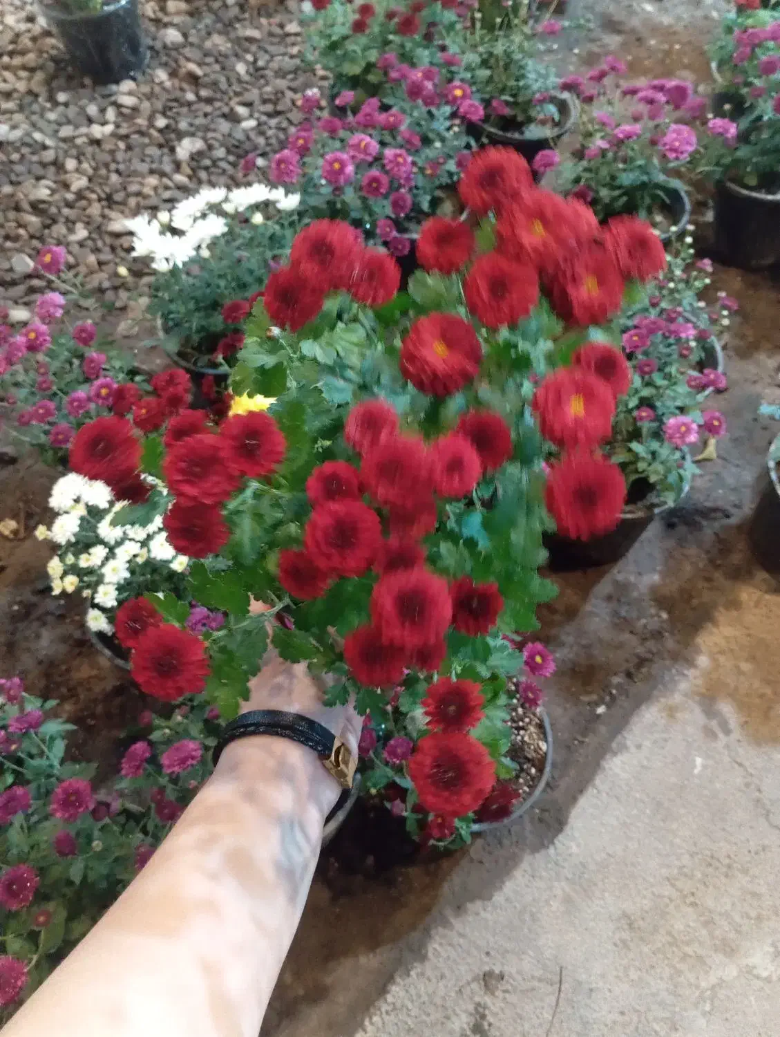 گل داوودی خیلی پر بوته ۵۰ تومن|گل و گیاه طبیعی|رشت, حمیدیان|دیوار