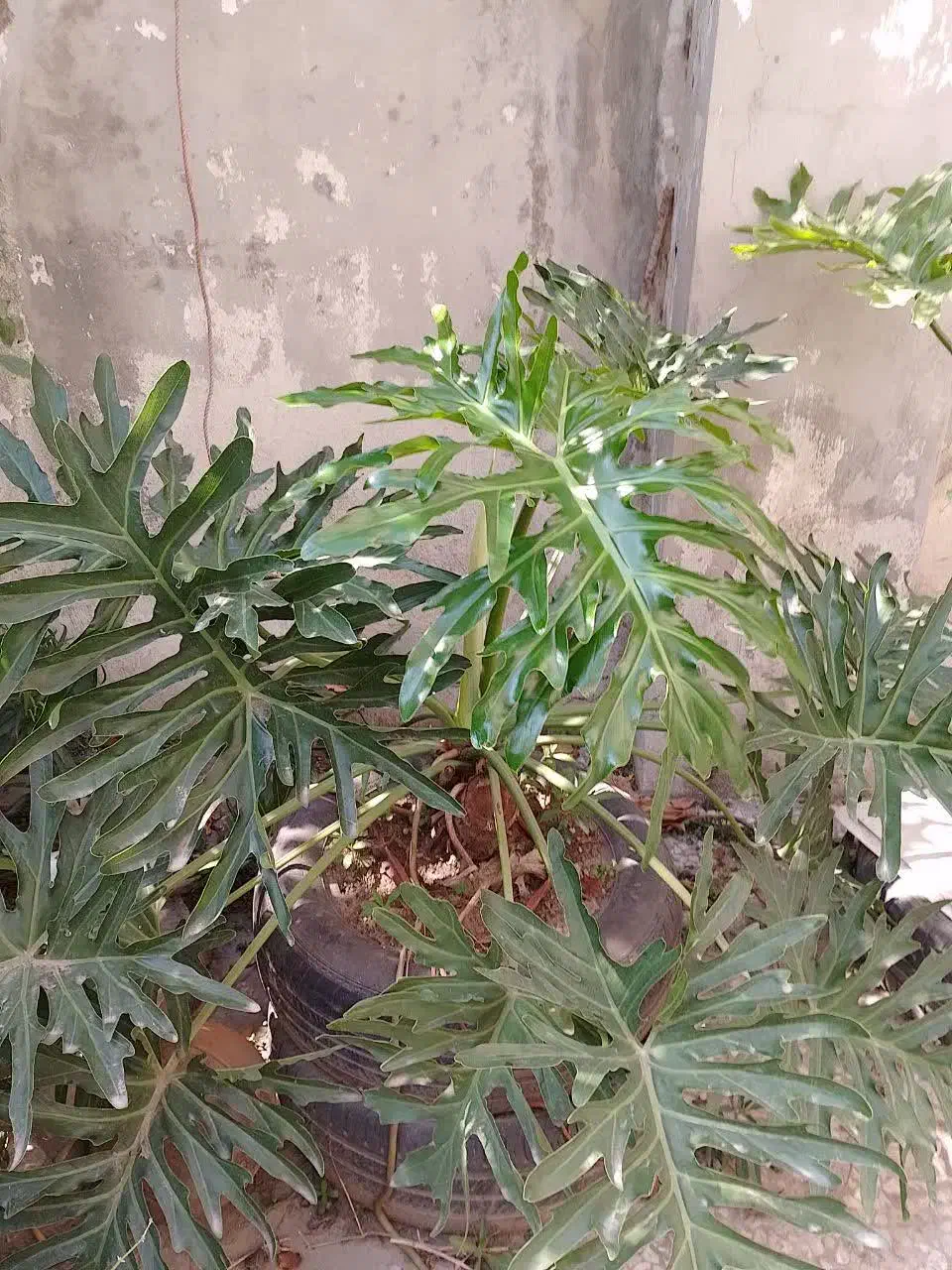 گل برگ انجیری بزرگ|گل و گیاه طبیعی|تهران, نظام‌آباد|دیوار