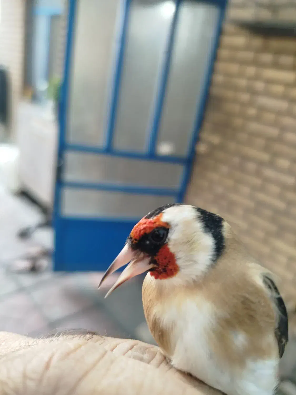 سهره تک وتعداد|پرنده|پاکدشت, پاکدشت (مامازند)|دیوار