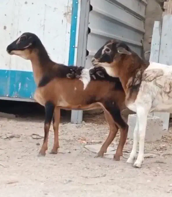 بره نروماده دوقلو|حیوانات مزرعه|بندرعباس, |دیوار