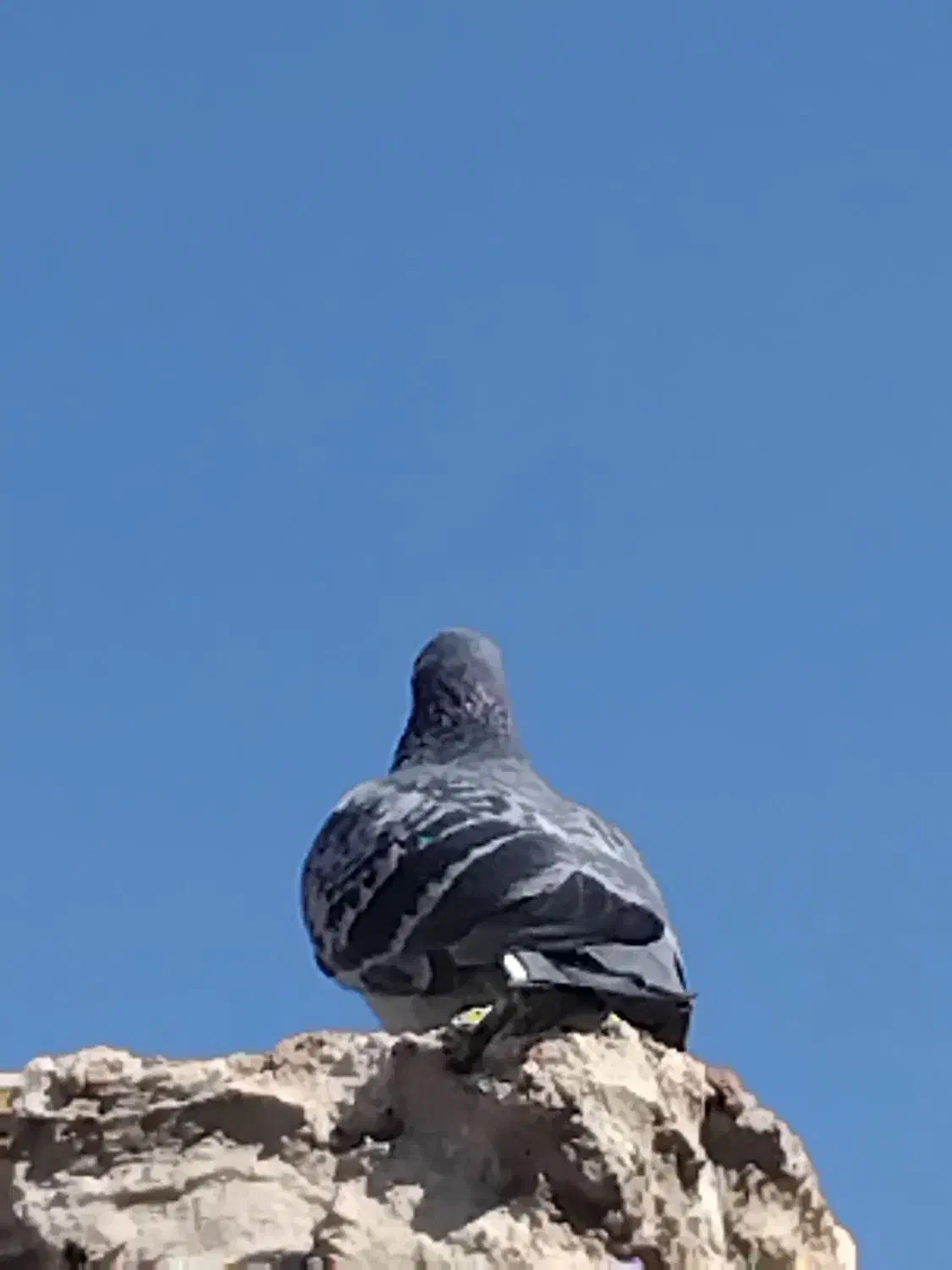 کبوتر|پرنده|ارم, |دیوار