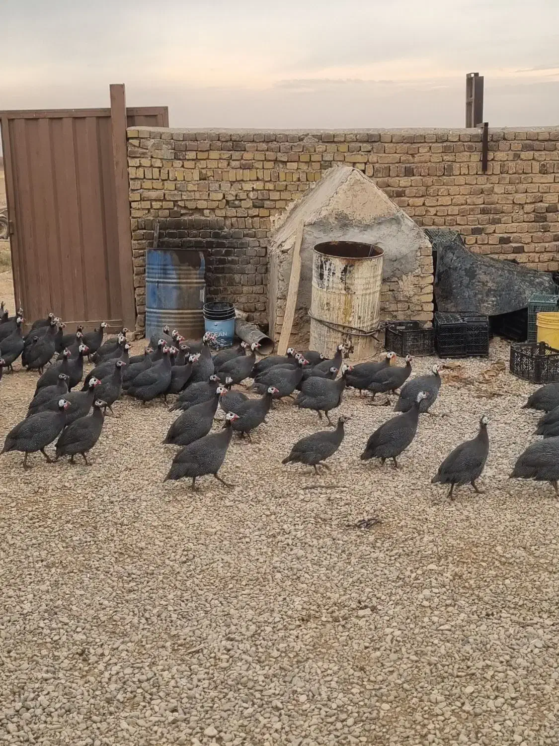 مرغ شاخ دار|حیوانات مزرعه|تاکستان, |دیوار