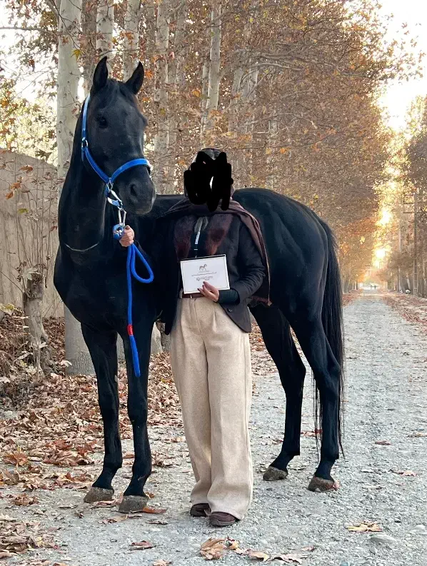 اسب قد ۱۸۳ .دو راس|اسب و تجهیزات اسب‌سواری|تهران, نیاوران|دیوار