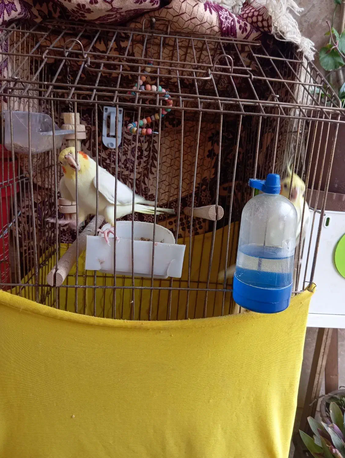 عروس|پرنده|اردبیل, |دیوار