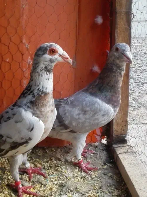 خریدار کفتر شهرستانی|پرنده|تهران, مسعودیه|دیوار