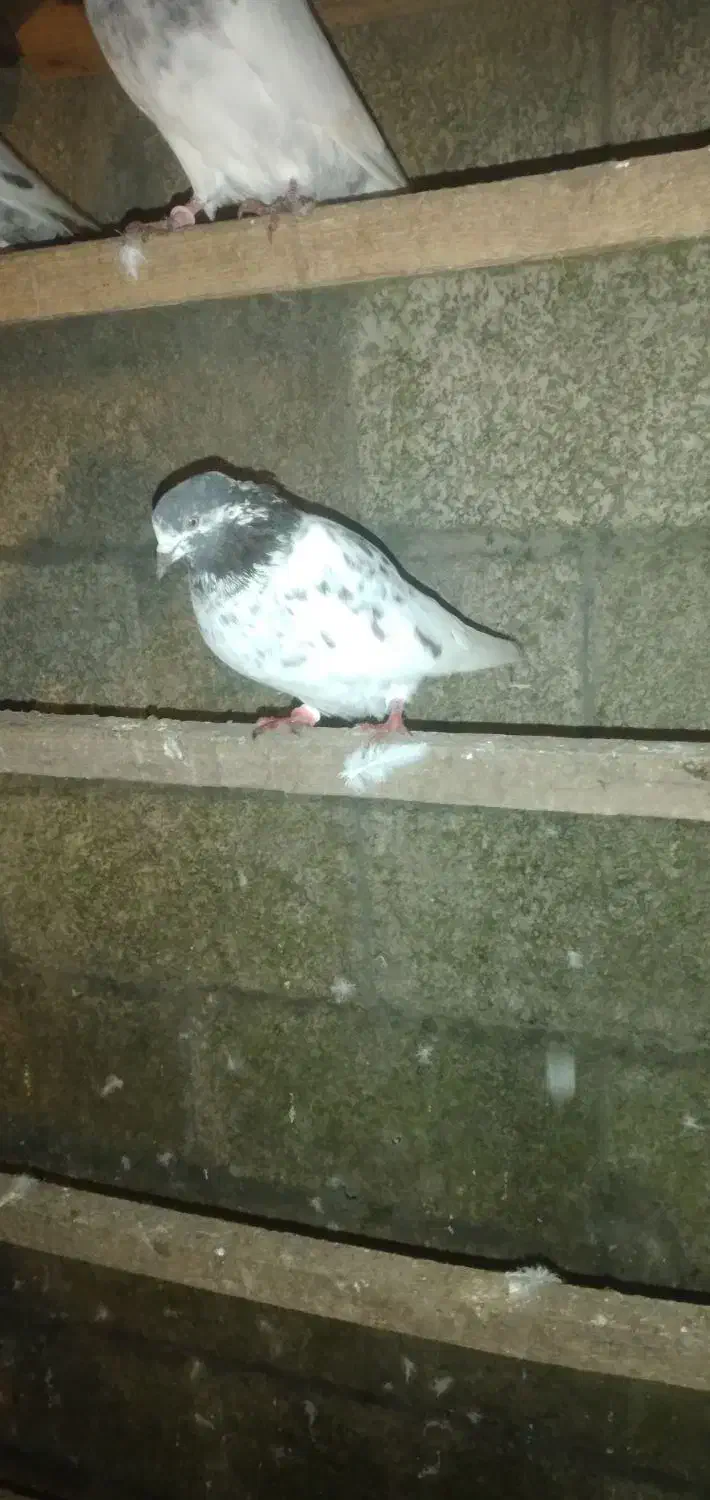 کبوتر پاکستانی|پرنده|بندر انزلی, پرستار|دیوار