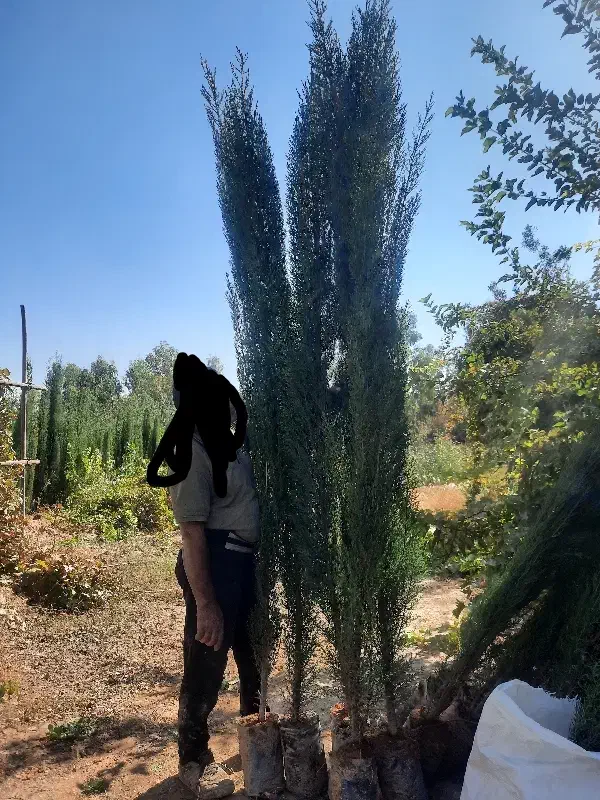 سرو ناز شیرازی پاکتی به قیمت عمده|خدمات باغبانی و درختکاری|شیراز, شهرک دارایی|دیوار