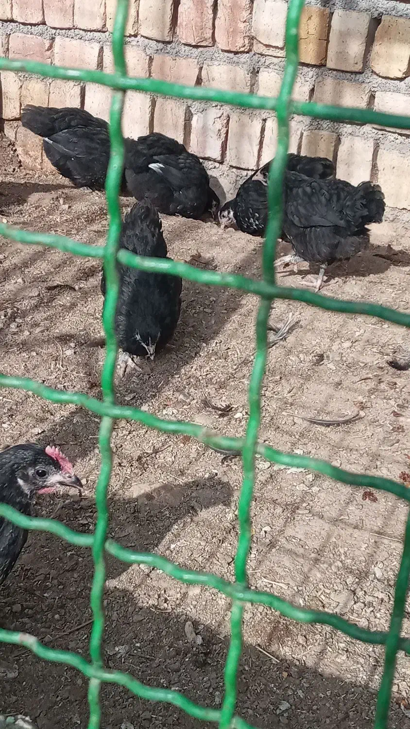 جوجه استرالوپ|حیوانات مزرعه|خرمدشت, |دیوار