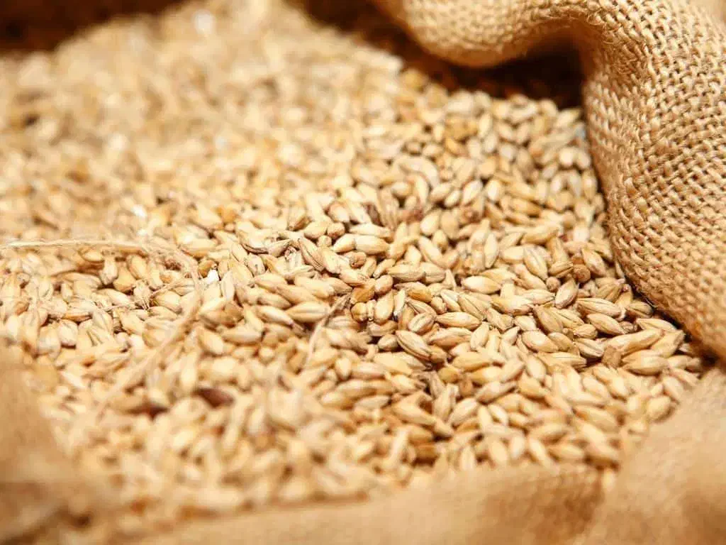 گندم بذری پیشگام آبی بسیار تمیز|عمده‌فروشی|شیروان (خراسان), |دیوار