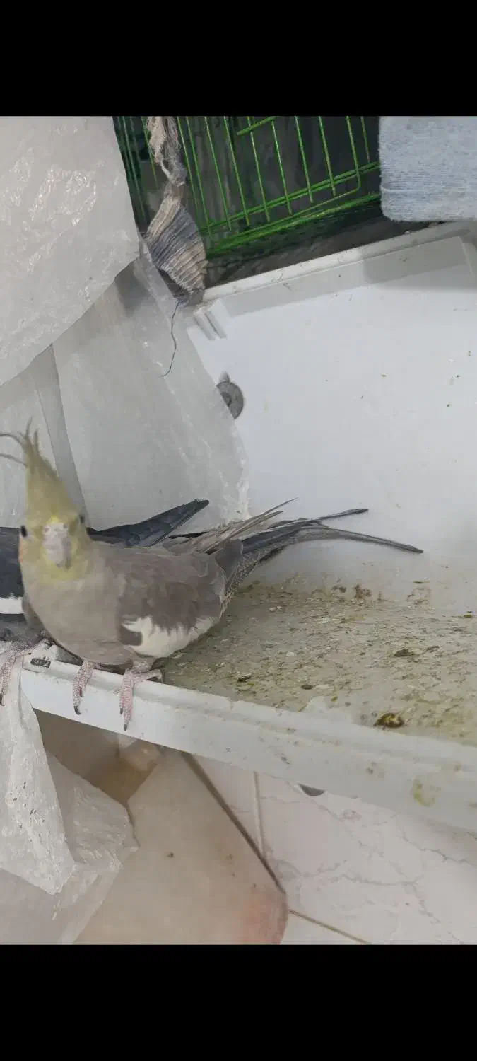 عروس هلندی ماده|پرنده|خمینیشهر, |دیوار