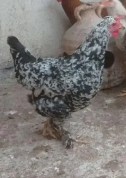 تخم مرغ نطفه دار دیلگونی|حیوانات مزرعه|بهبهان, |دیوار