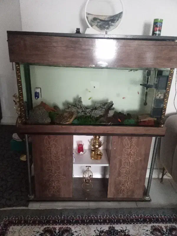 آکواریم بدون وسایل|ماهی|پاکدشت, پاکدشت (مامازند)|دیوار