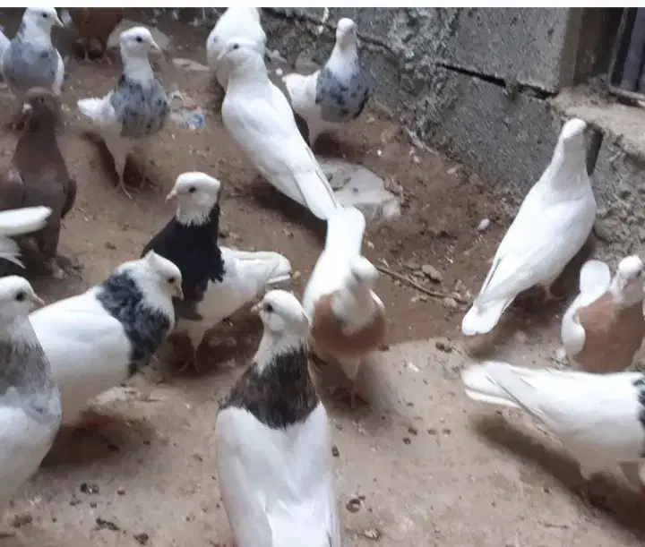 طوقی هفت رنگ|پرنده|هلالی, |دیوار