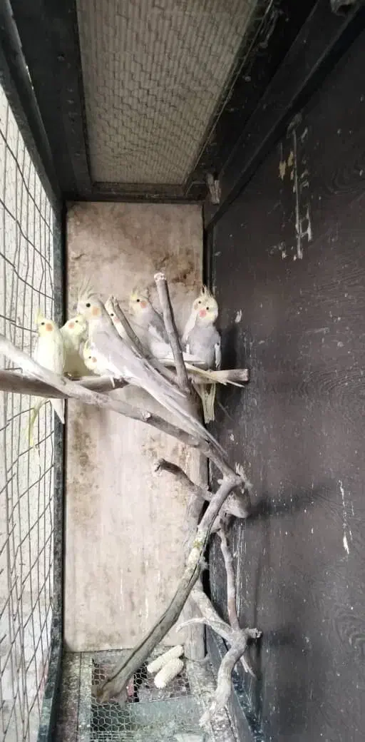 7عدد عروس هلندی برا فروش|پرنده|کرمان, |دیوار