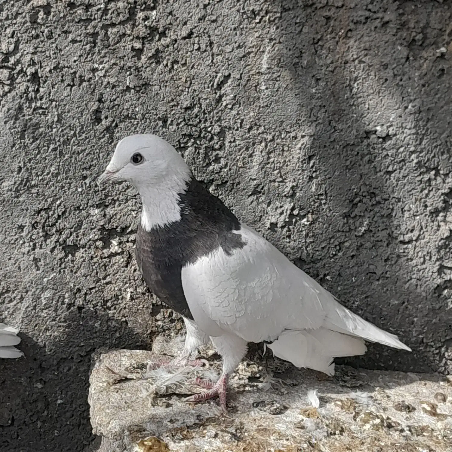 طوقی و تهرانی|پرنده|همدان, |دیوار