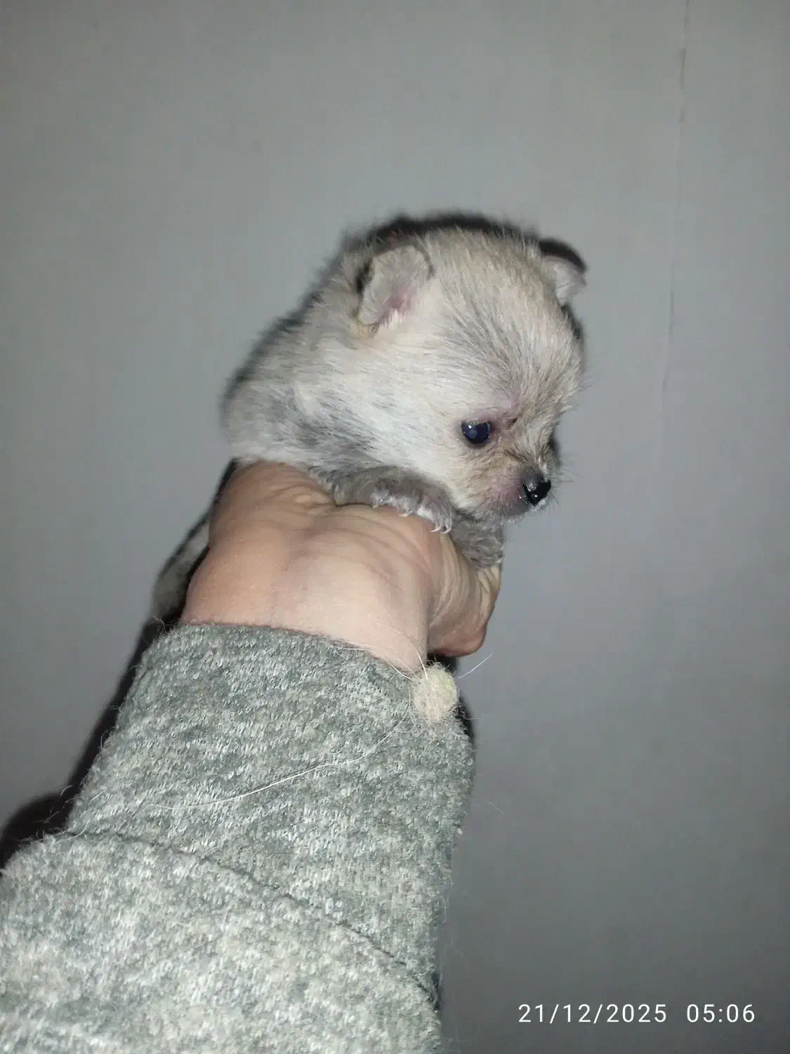 یک جفت توله ریز|سگ|مشهد, باغون آباد|دیوار