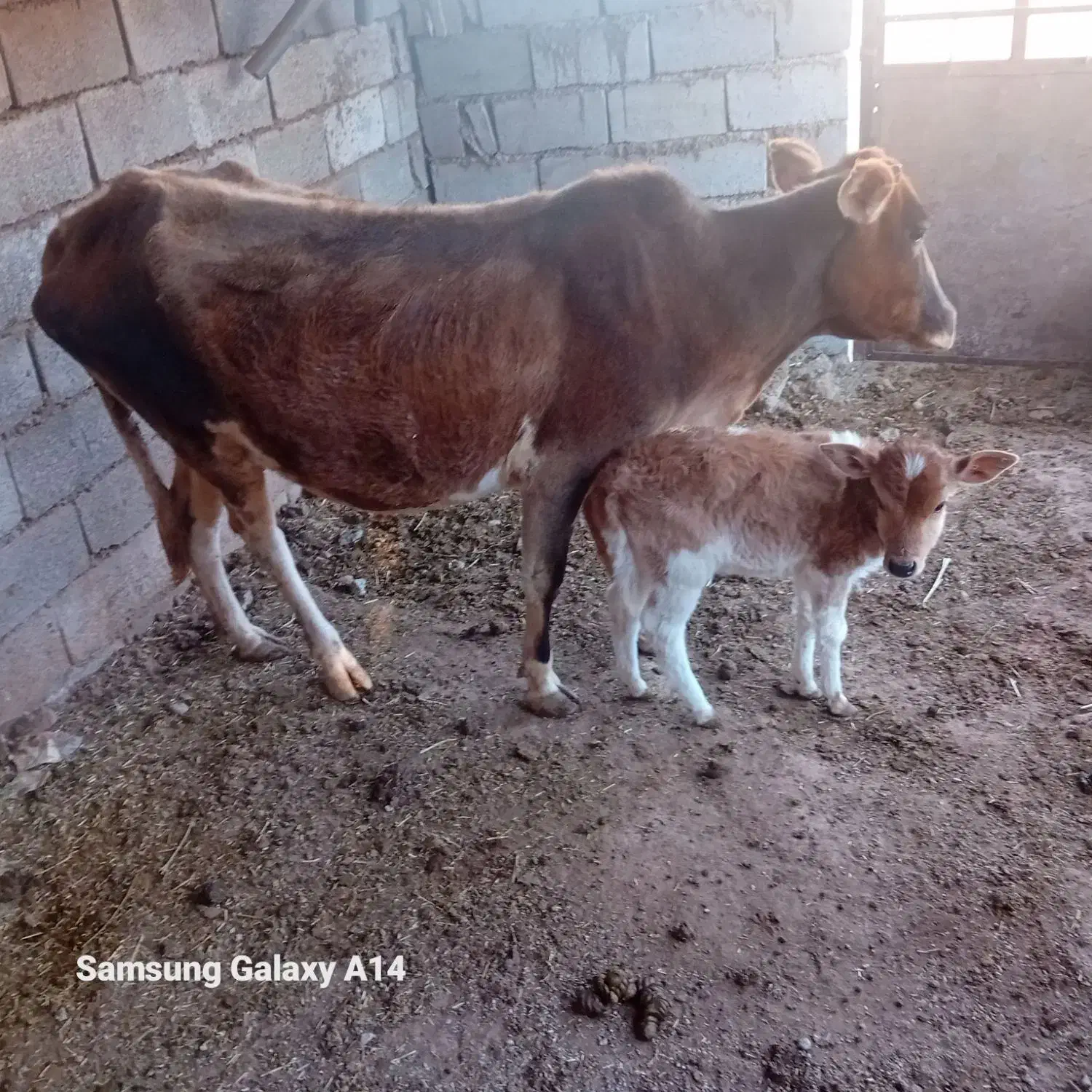 گاو|حیوانات مزرعه|پلدختر, |دیوار