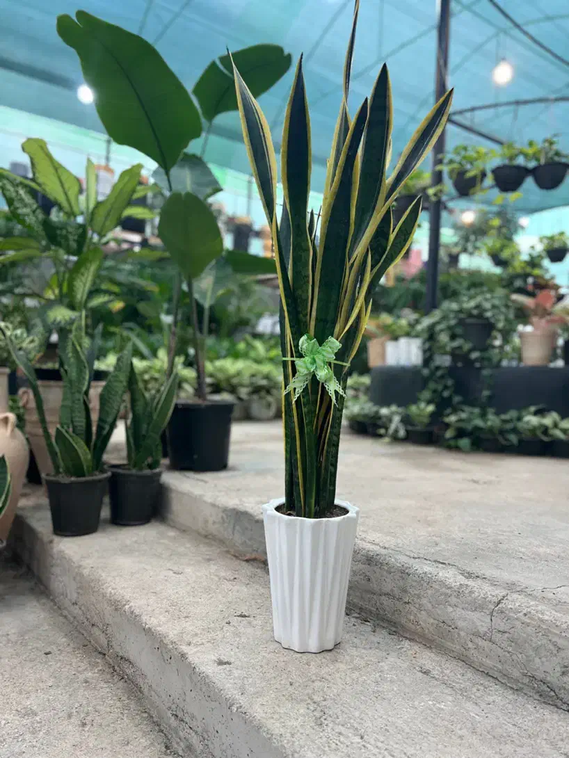 سانسوریا خاص برای روز مادر،هدیه ماندگار، قیمت ویژه|گل و گیاه طبیعی|رشت, بیجارپس|دیوار