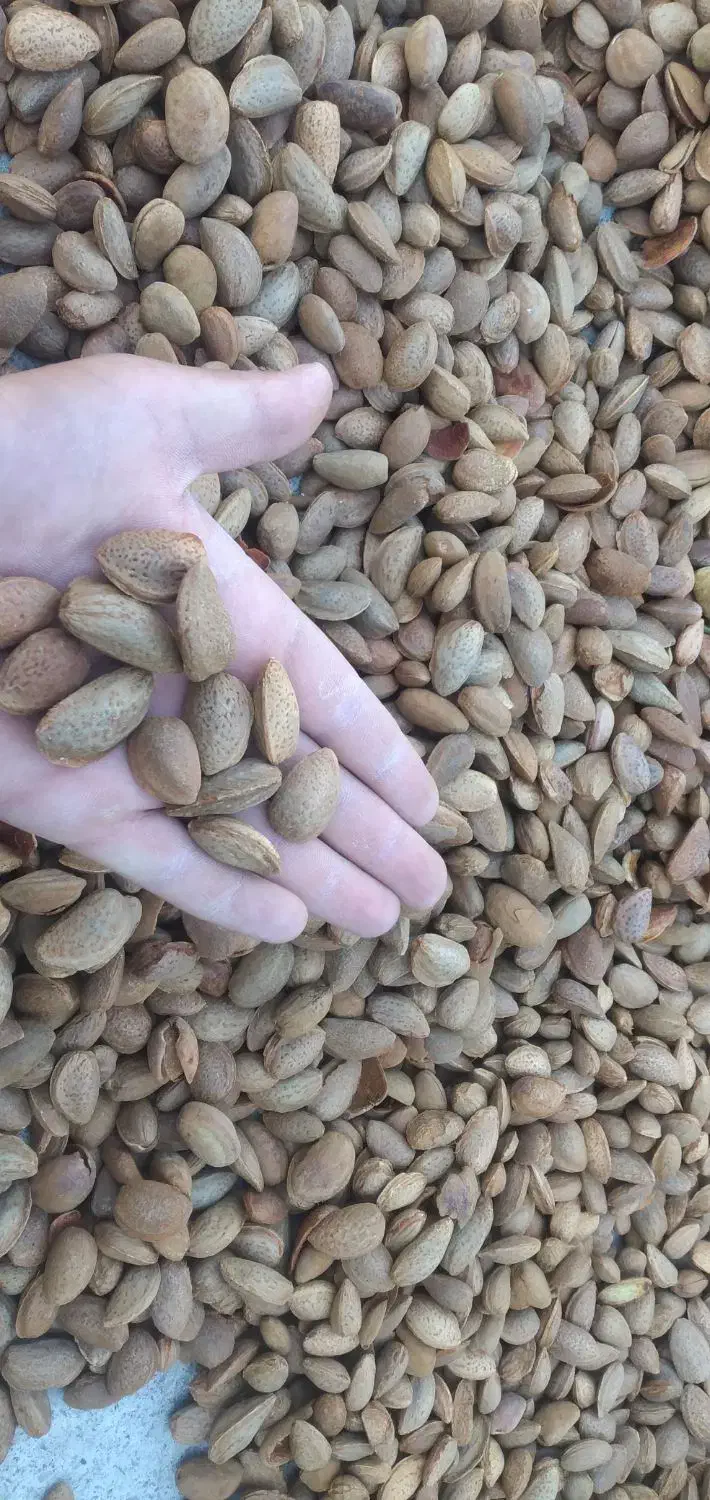 شکستن بادام گردو فندق هسته زردآلو و ...|خوردنی و آشامیدنی|مرند, |دیوار