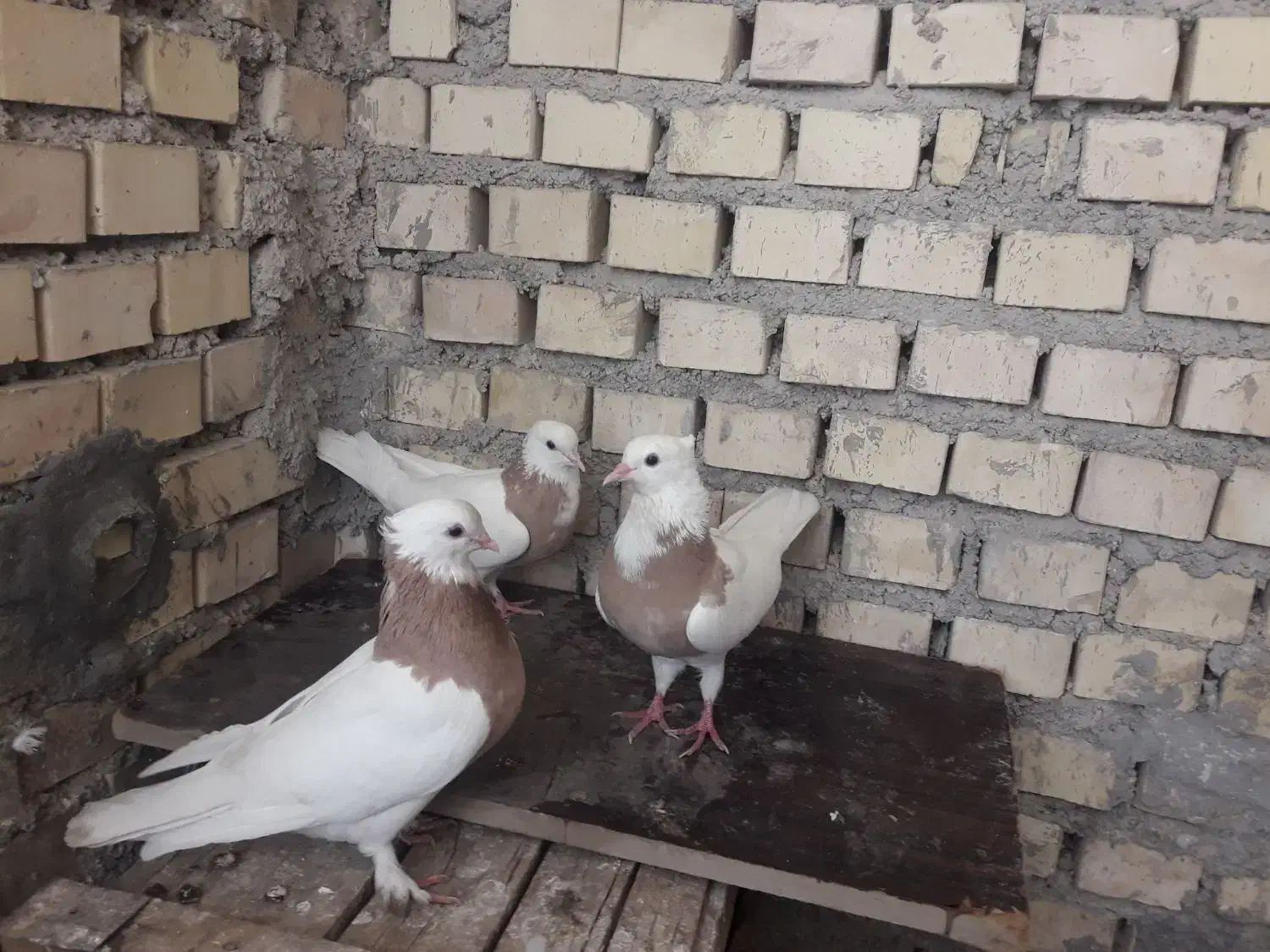 طوق پرتقالی قشنگ|پرنده|بهبهان, |دیوار