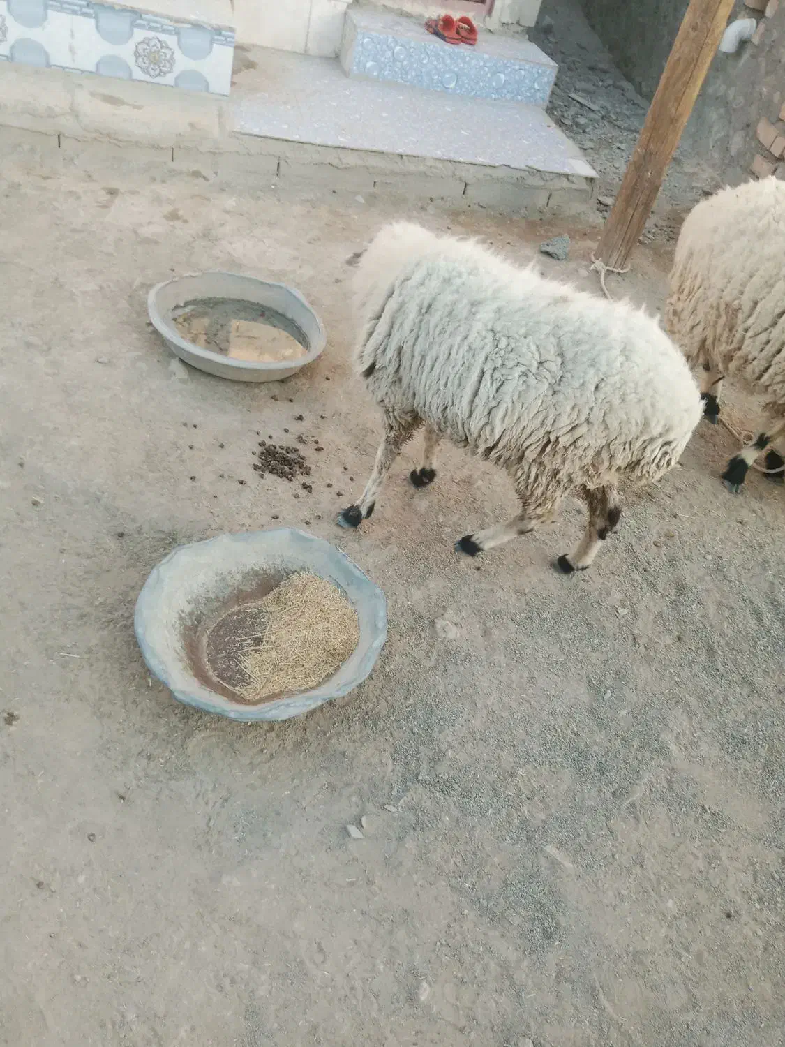 یک میش شاهدار|حیوانات مزرعه|پیپ, |دیوار